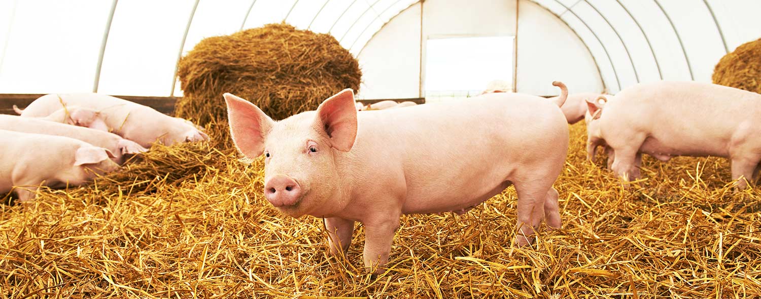 benessere animale allevamento su paglia