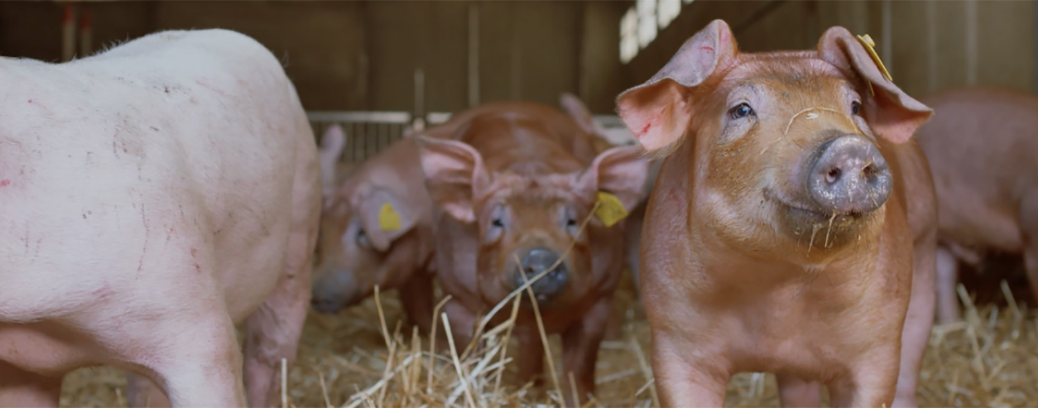 allevamenti benessere animale